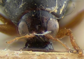 Media type: image; Entomology 18394   Aspect: head frontal view